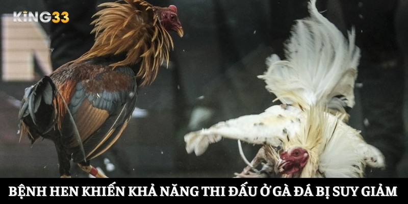 Bệnh hen khiến khả năng thi đấu ở gà đá bị suy giảm