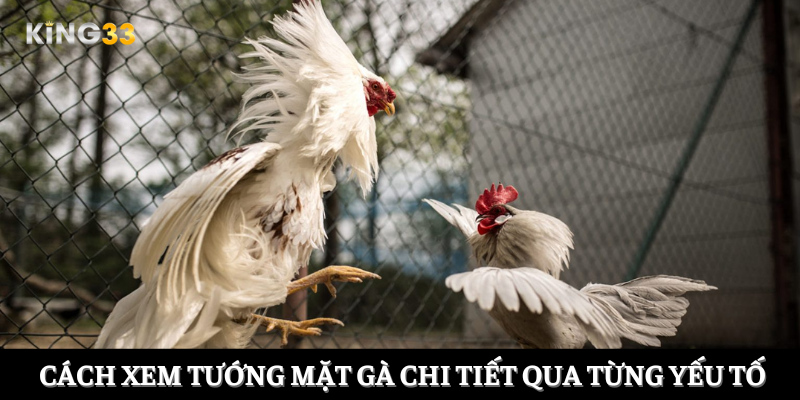 Cách xem tướng mặt gà chi tiết qua từng yếu tố
