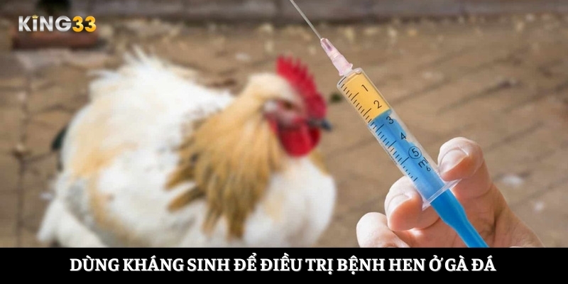 Dùng kháng sinh để điều trị bệnh hen ở gà đá